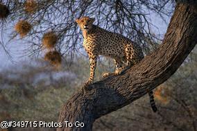 Cheetah