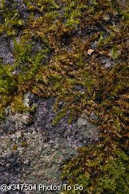Moss